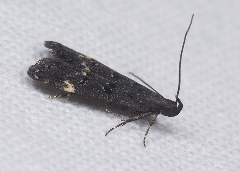 Dichomeris alacella, Gelechiidae